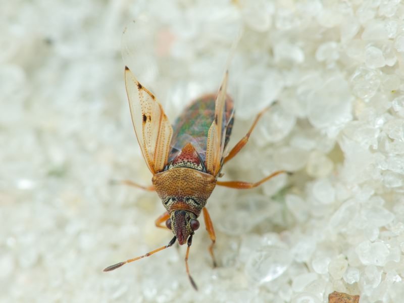 Kleidocerys resedae (Panzer, 1797)